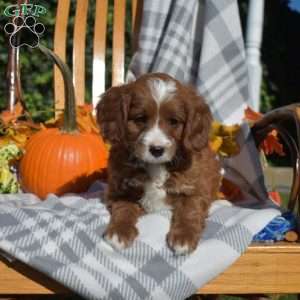 Colby, Cavapoo Puppy