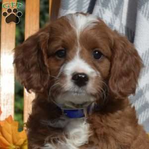 Colby, Cavapoo Puppy