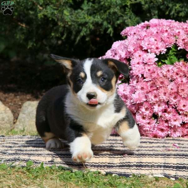 Colby, Pembroke Welsh Corgi Puppy