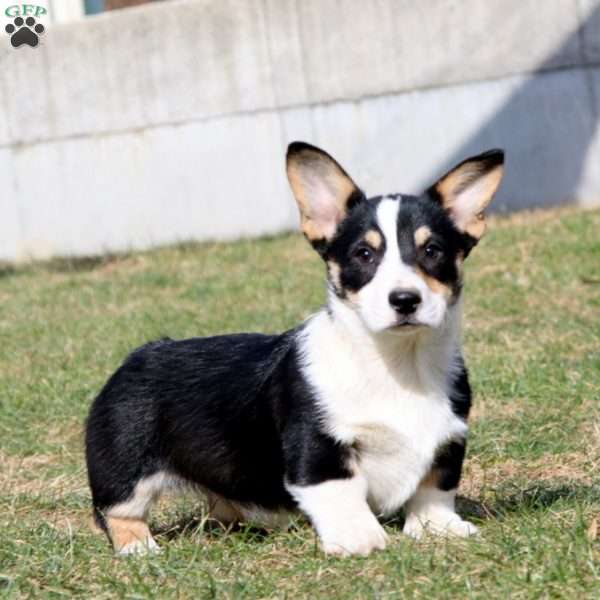 Colby, Pembroke Welsh Corgi Puppy