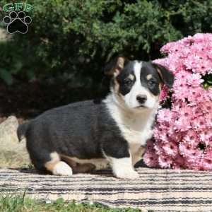 Colby, Pembroke Welsh Corgi Puppy