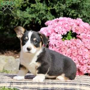 Colby, Pembroke Welsh Corgi Puppy