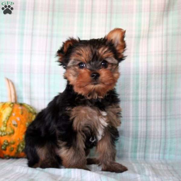 Cole, Yorkie Puppy