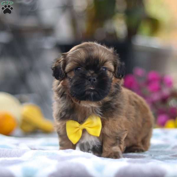 Colton, Shih Tzu Puppy