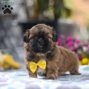 Colton, Shih Tzu Puppy