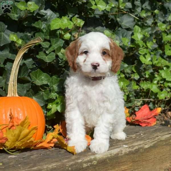 Comet, Cavapoo Puppy