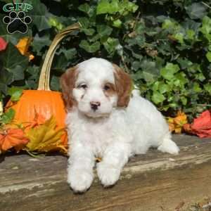 Comet, Cavapoo Puppy