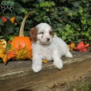 Comet, Cavapoo Puppy