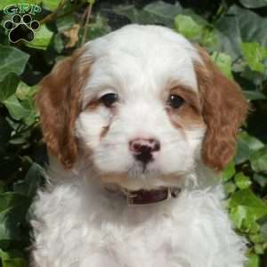 Comet, Cavapoo Puppy