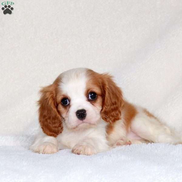 Connie, Cavalier King Charles Spaniel Puppy