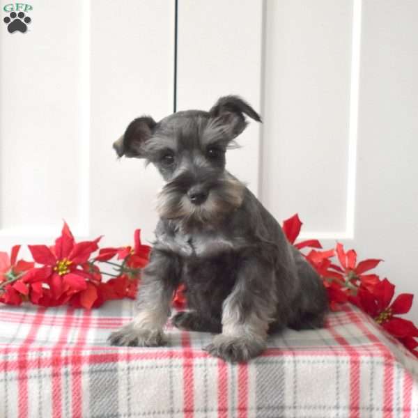 Cookie, Miniature Schnauzer Puppy