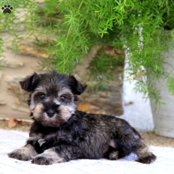 Cookie, Miniature Schnauzer Puppy