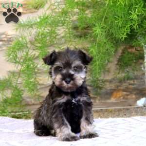 Cookie, Miniature Schnauzer Puppy