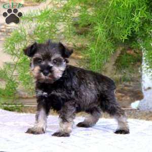 Cookie, Miniature Schnauzer Puppy