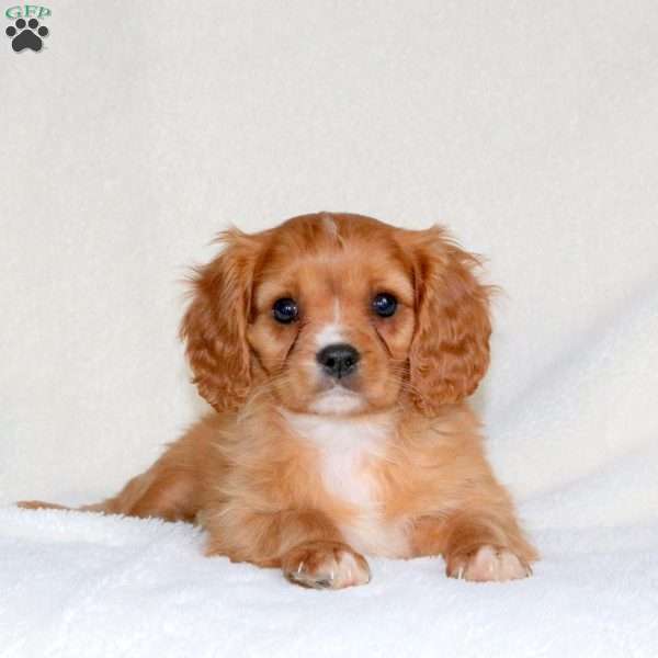 Cooper, Cavalier King Charles Spaniel Puppy