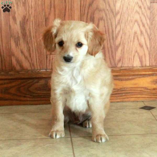 Cooper, Cocker Spaniel Mix Puppy