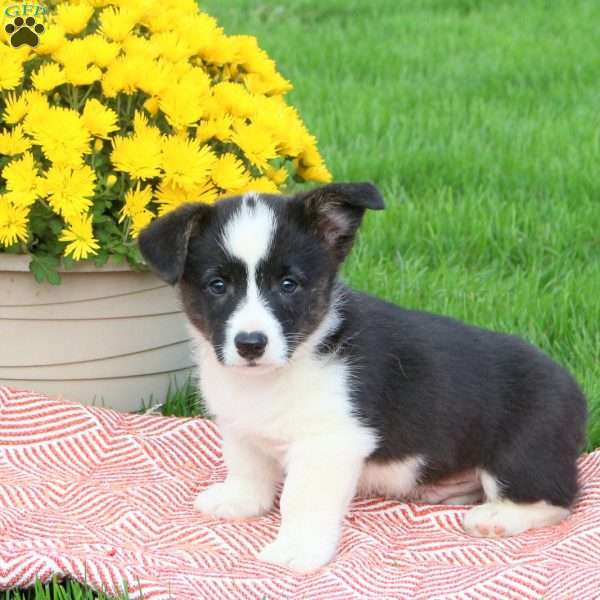 Cooper, Pembroke Welsh Corgi Puppy