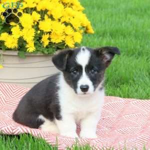 Cooper, Pembroke Welsh Corgi Puppy