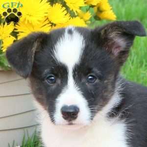 Cooper, Pembroke Welsh Corgi Puppy