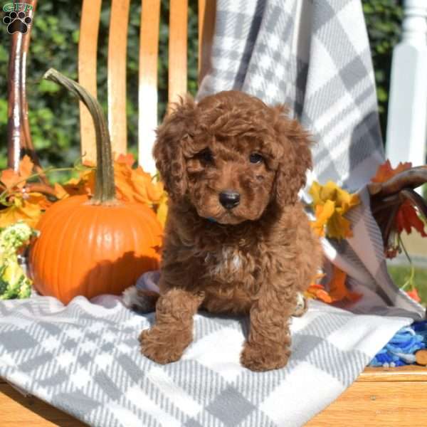 Corduroy, Cavapoo Puppy