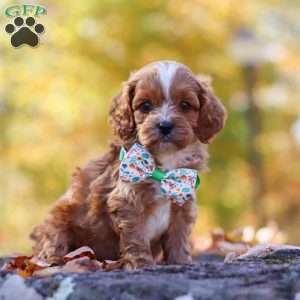 Cosmo, Cavapoo Puppy