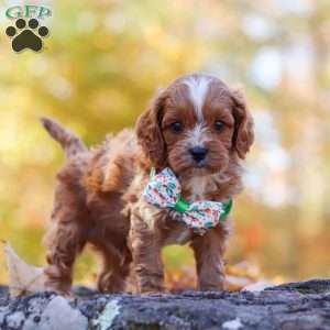 Cosmo, Cavapoo Puppy