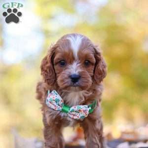 Cosmo, Cavapoo Puppy