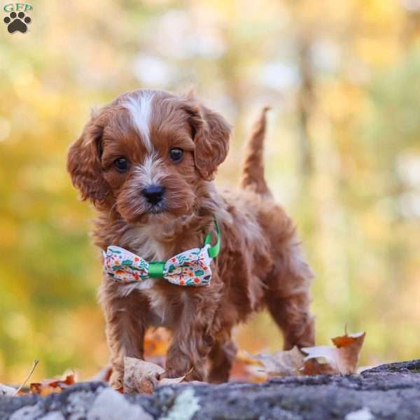 Cosmo, Cavapoo Puppy