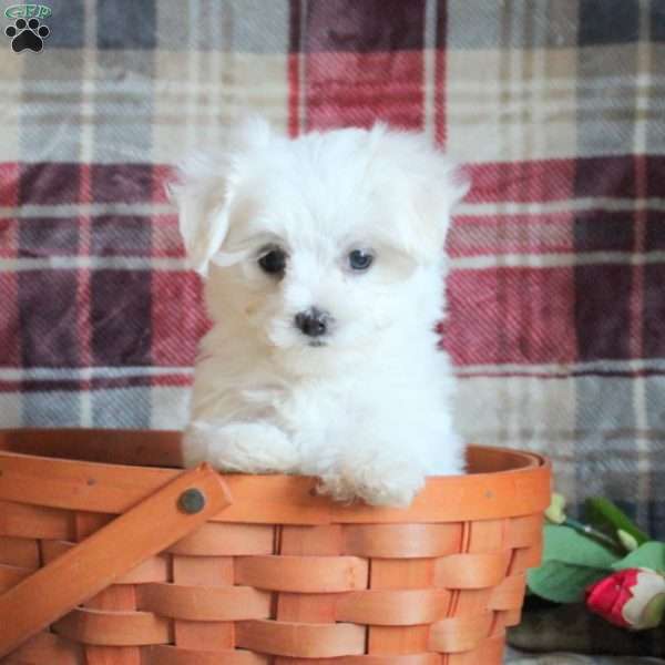 Cotton, Maltese Puppy