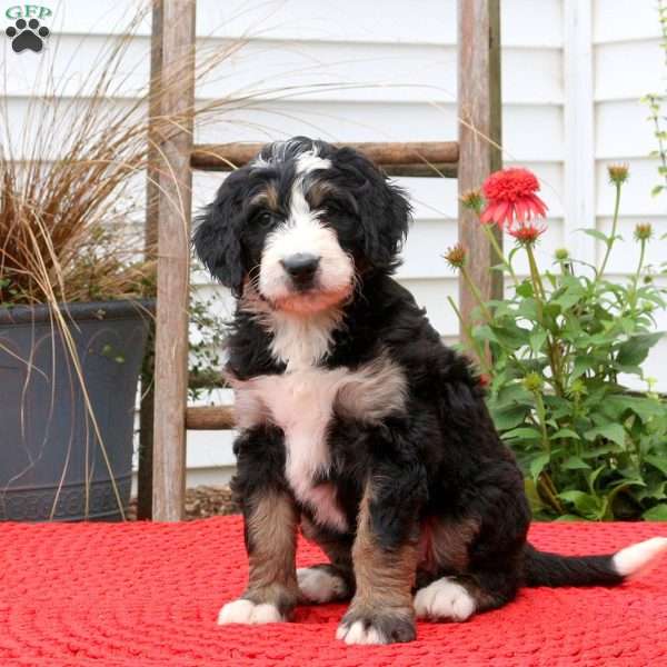 Courtney, Bernedoodle Puppy