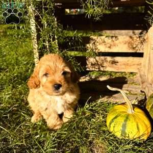 Courtney, Mini Goldendoodle Puppy