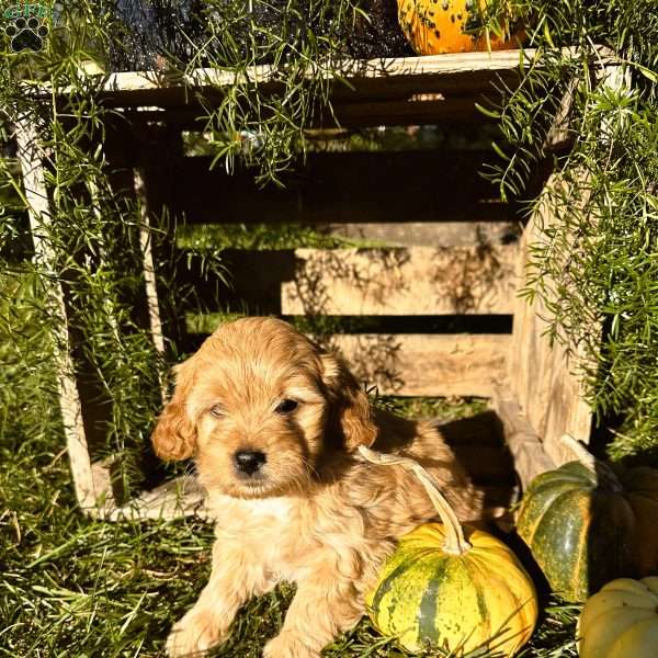 Courtney, Mini Goldendoodle Puppy