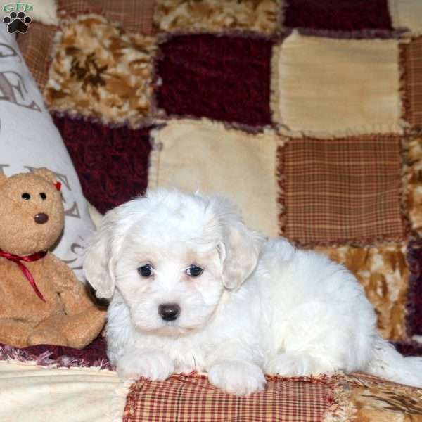 Crackle, Maltipoo Puppy