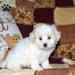 Crackle, Maltipoo Puppy