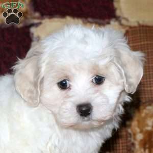 Crackle, Maltipoo Puppy