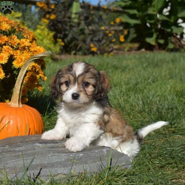 Cranberry, Cavachon Puppy