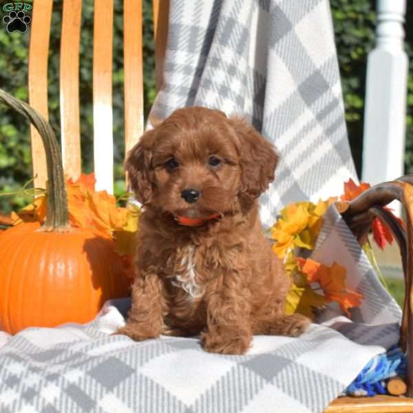 Cranberry, Cavapoo Puppy