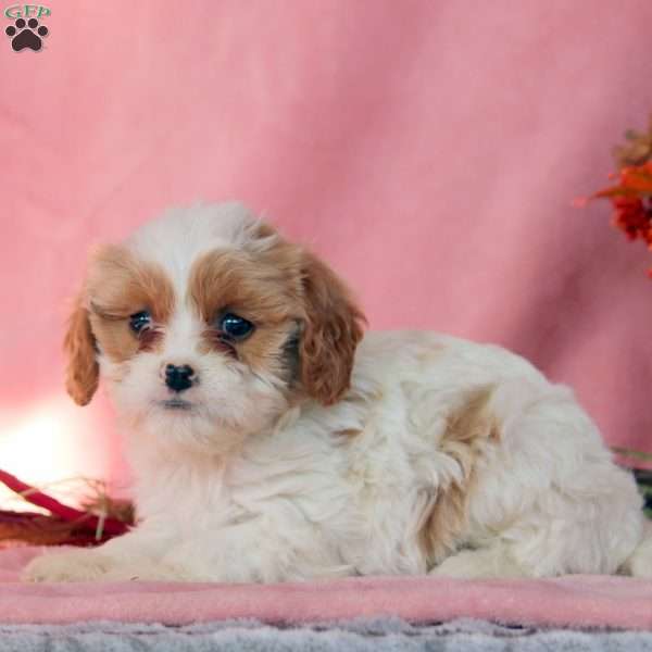 Creamer, Cavalier King Charles Mix Puppy