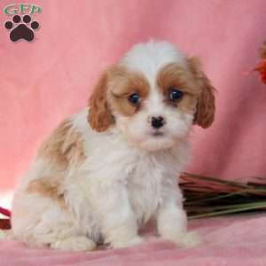 Creamer, Cavalier King Charles Mix Puppy