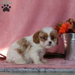 Creamer, Cavalier King Charles Mix Puppy