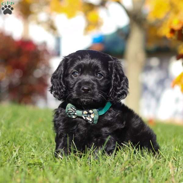 Crew, Cavapoo Puppy