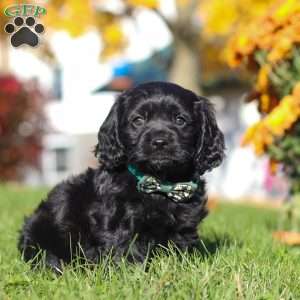 Crew, Cavapoo Puppy