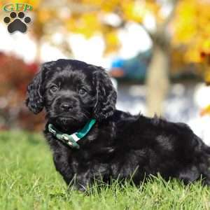 Crew, Cavapoo Puppy