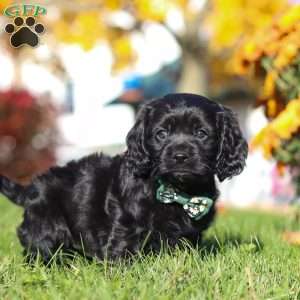 Crew, Cavapoo Puppy