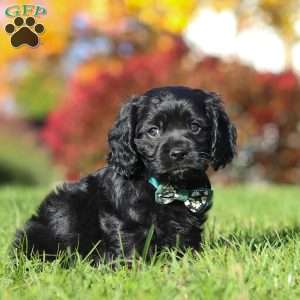 Crew, Cavapoo Puppy