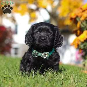 Crew, Cavapoo Puppy