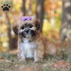 Crissy, Lhasa Apso Puppy