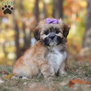 Crissy, Lhasa Apso Puppy