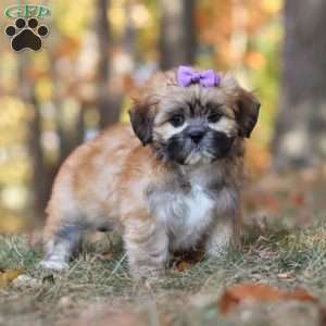 Crissy, Lhasa Apso Puppy