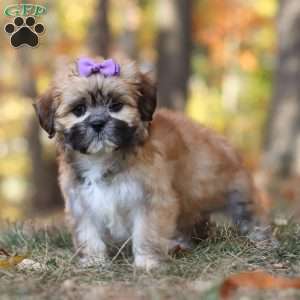 Crissy, Lhasa Apso Puppy